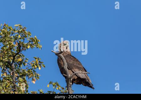 Maestosa aquila (Aquila rapax), grande uccello di preda in habitat naturale, riserva di gioco di Moremi, Botswana Africa safari fauna selvatica Foto Stock