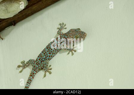 Il gigante Tokeh Gekko gecko. Gecko blu con macchie arancioni Foto Stock