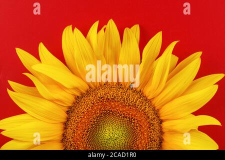 Girasole giallo su sfondo rosso vista dall'alto. Spazio libero per la copia. Foto Stock