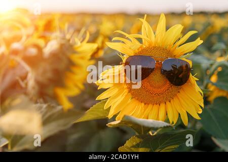 Girasole in occhiali da sole neri contro il sole che tramonta. Foto Stock