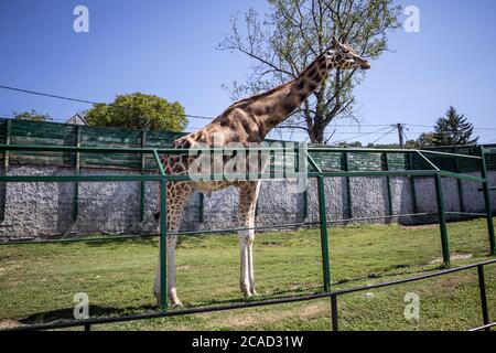 Giraffe sorge sull'erba dietro una recinzione in una calda giornata estiva nel parco zoo di Jagodina, Serbia Foto Stock