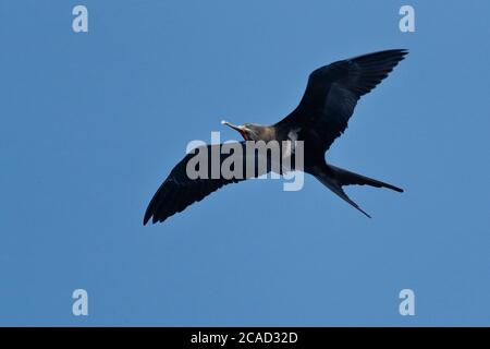 Minore Frigatebird (Fregata ariel) adulto in volo vicino Suva, viti Levu, Figi 19 maggio 2017 Foto Stock