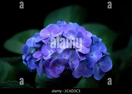 Ortensie blu Foto Stock