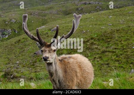 Scottish Red Deer Stag Foto Stock