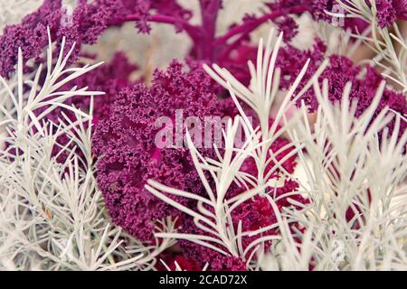 Il rosmarino e ricci cavolo viola close up. Giardinaggio colture inusuale. Colture ornamentali concetto. Abstract sfondo con piante decorative. Piante come decor naturale. Letto giardino flora decorativa. Foto Stock