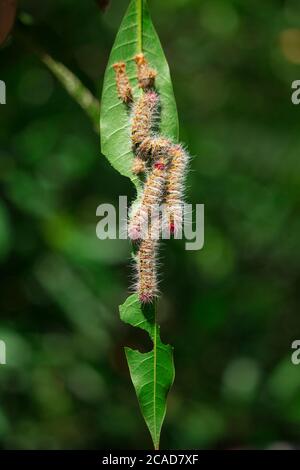 Cumuli di caterpillars su foglie di pianta