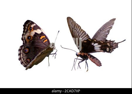 Butterfly macchie giallo arancione sfondo bianco isolare Foto Stock