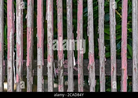 I listelli di colore rosso sono staccati dal legno a causa della luce del sole lungo tempo. Foto Stock