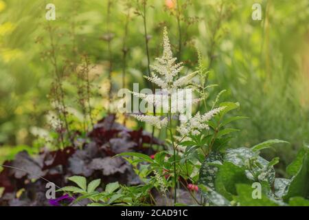 Astilbe fiore bianco in giardino. Cespugli di astilyba bianca Foto Stock