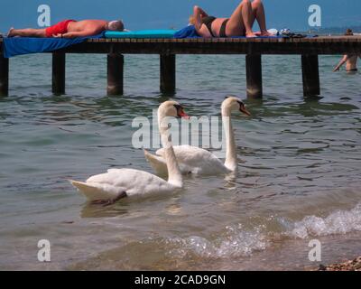 Momento nel lago di Garda, nuoto cigni e dormire persone Foto Stock