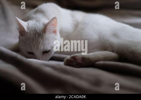 un gatto bianco triste che giace su coperta grigia in ombre Foto Stock