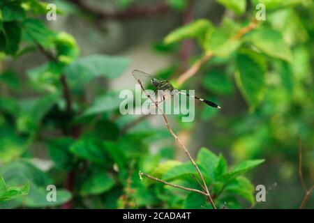 Closeup macro dragonfly su ramo in natura. Foto Stock
