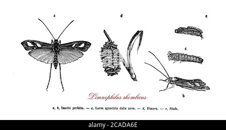 Limnephilus rhombicus bruno caddshfly nativo in Europa e in Asia dalle larve acquatiche, la pupa nuotare in superficie prima di volare via come un adulto Foto Stock