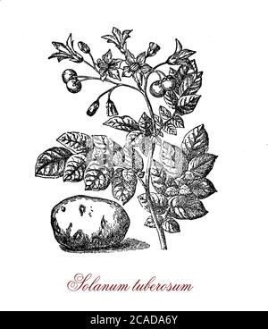 Incisione botanica d'epoca della patata, ortaggi di radice originari delle Americhe, tubero amidaceo della pianta di solanum tuberosum introdotto in Europa nel 16 ° secolo come approvvigionamento alimentare. Foto Stock