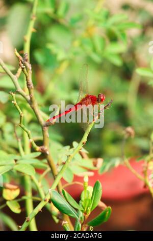 Closeup macro dragonfly su ramo in natura. Foto Stock
