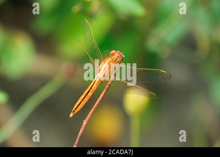 Closeup macro dragonfly su ramo in natura. Foto Stock