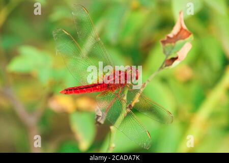 Closeup macro dragonfly su ramo in natura. Foto Stock