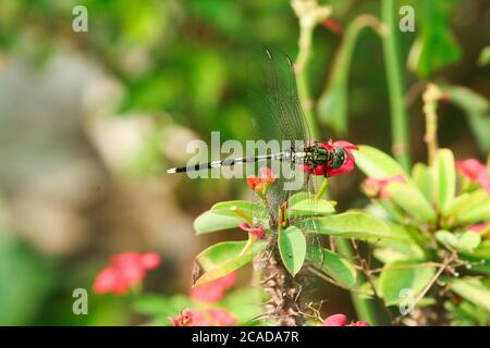 Closeup macro dragonfly su ramo in natura. Foto Stock