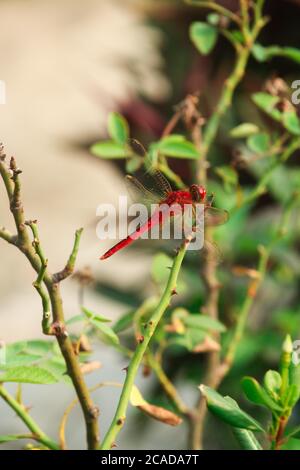 Closeup macro dragonfly su ramo in natura. Foto Stock