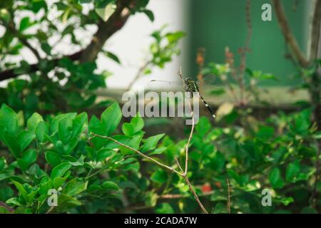 Closeup macro dragonfly su ramo in natura. Foto Stock