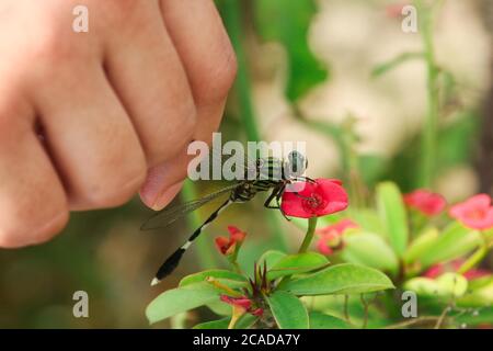 Closeup macro dragonfly su ramo in natura. Foto Stock