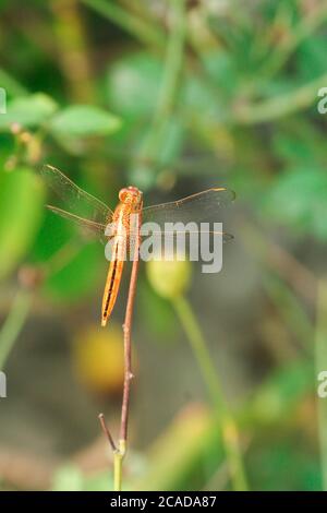 Closeup macro dragonfly su ramo in natura. Foto Stock