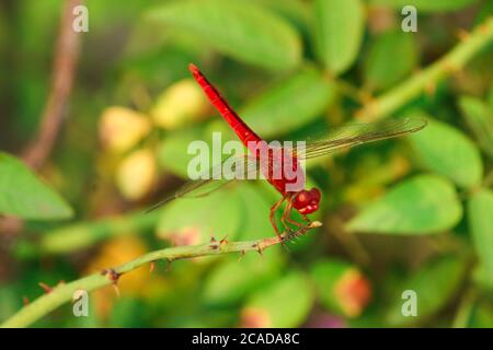Closeup macro dragonfly su ramo in natura. Foto Stock