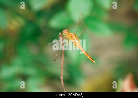 Closeup macro dragonfly su ramo in natura. Foto Stock