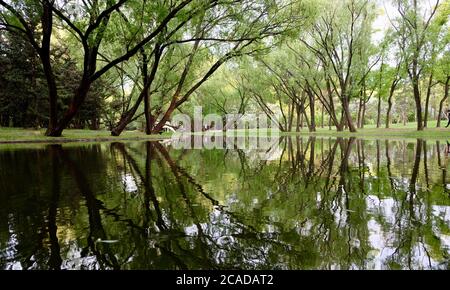 vista simmetrica di alberi alti e lussureggianti e riflessione in pace lago di acqua sotto la luce del sole Foto Stock