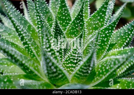 Primo piano fresco verde aloe aristata. Molte macchie bianche. Pianta succulenta. Sfondo sfocato Foto Stock