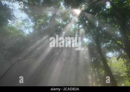 raggi di sole luminosi brillano attraverso alberi verdi della foresta. Effetto Tyndall Foto Stock