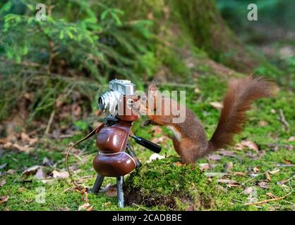 German Red Squirrel scattare una fotografia primo piano Foto Stock