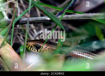 Serpente al centro del cespuglio Foto Stock