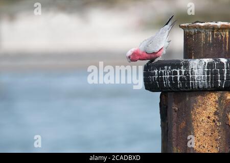 Una galah (Eolophus roseicapilla) si allontana in mare dalla cima di un pneumatico di gomma su un mucchietto a Rottnest Island, Australia occidentale. Foto Stock