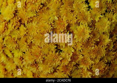 fiori di crisantemo gialli con struttura completa. bella carta da parati Foto Stock