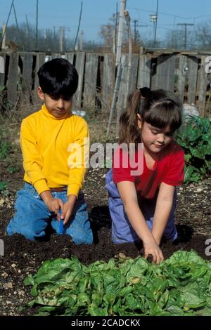 Austin Texas USA, 1991: Un bambino e una ragazza di sei anni scavano piante nel giardino della comunità. SIGNOR EV-036-037. ©Bob Daemmrich Foto Stock