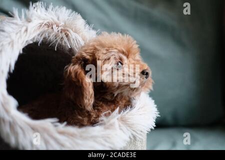 primo piano un poodle giocattolo che guarda fuori dal doghouse. Sfocare lo sfondo del foglio verde Foto Stock