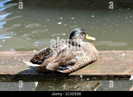 Mallard Anas platyrhynchos Antinae Anatidae Dabbinig Duck Wild Fowl fiume Dee Chester Inghilterra giovani Juvenile Juveniles Foto Stock