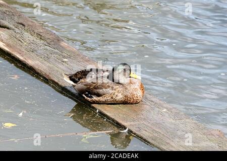 Mallard Anas platyrhynchos Antinae Anatidae Dabbinig Duck Wild Fowl fiume Dee Chester Inghilterra giovani Juvenile Juveniles Foto Stock