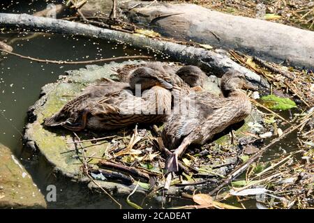 Mallard Anas platyrhynchos Antinae Anatidae Dabbinig Duck Wild Fowl fiume Dee Chester Inghilterra giovani Juvenile Juveniles Foto Stock