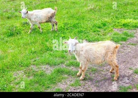 Due capre sul prato . Animali domestici bianchi Foto Stock