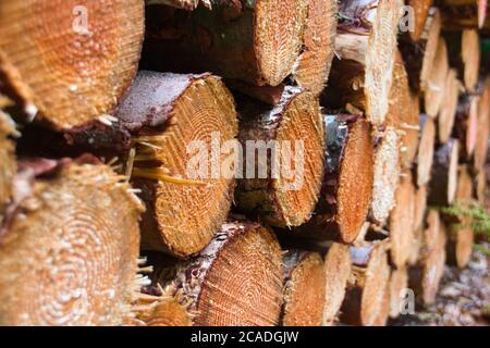 un primo piano da un mucchio di legno appena segato Foto Stock