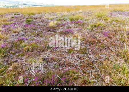 Exmoor National Park - Dead Heather Stemes on Dunkery Hill, Somerset UK Foto Stock