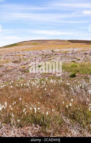 Exmoor National Park - Cottongrass comune (Eriophorum angustifolium) che cresce su Dunkery Hill sotto Dunkery Beacon, Somerset UK Foto Stock