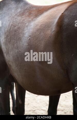 Un corpo di cavalli, Foto Stock