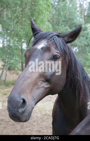 Cavallo marrone in Polonia, Foto Stock