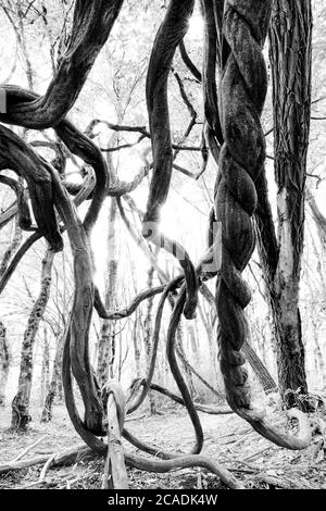 Alberi con rami intrecciati nella foresta Foto Stock