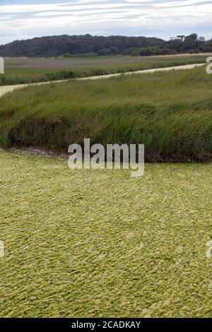 Alga fiore Dingle Suffolk Foto Stock