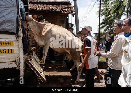 Kolhapur, Maharashtra, India. 6 agosto 2020. Il distretto di Kolhapur è di nuovo sul bordo dell'inondazione nel secondo anno consecutivo. Kolhapur si trova nel sud del Maharashtra, stati occidentali dell'India. Il fiume principale Panchganga ha attraversato il suo livello di pericolo di cibo 42.5 piedi. Gli abitanti del villaggio di Chikhali stanno spostando il loro bestiame prima dell'aumento dell'acqua di inondazione. La gente sta aiutando il bestiame ad entrare nel tempo. Le dighe del distretto di Kolhapur si stanno aprendo con lo scarico dell'acqua in eccesso che causa il pericolo di acqua sul lungofiume. Ambewadi e Chikhali sono i villaggi che sono stati colpiti più duramente l'alluvione dell'anno scorso. Credit: ZUMA Press, io Foto Stock