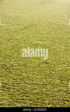 Alga fiore Dingle Suffolk Foto Stock